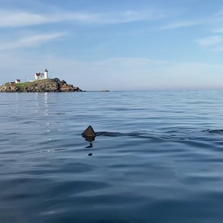 Wolfpack Charters fishing boat on the Maine coast with guests reeling in a catch